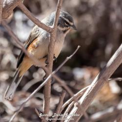 Photo Monterita Pecho Gris