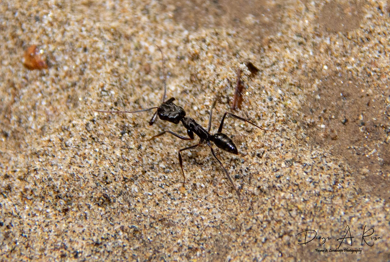 Photo Hormiga de la Mandíbula Trampa