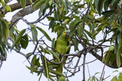 Foto Loro Hablador