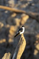 Foto Golondrina Ala Blanca