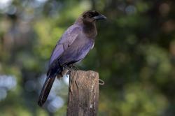 Foto Urraca Morada