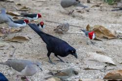 Foto Tordo Gigante