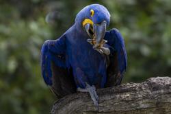 Foto Guacamayo Jacinto