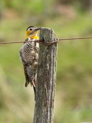 Foto Carpintero Campestre