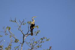 Foto Aninga