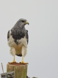 Photo Águila Mora