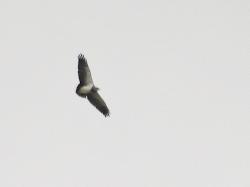 Photo Águila Mora
