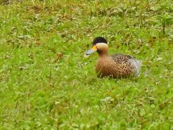 Foto Pato Capuchino