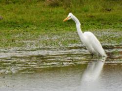 Foto Garza Blanca