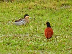 Foto Jacana