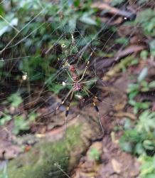 Photo Araña Tejedora Dorada