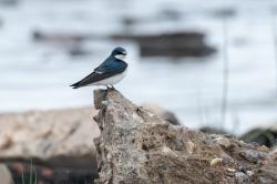 Foto Golondrina Ceja Blanca