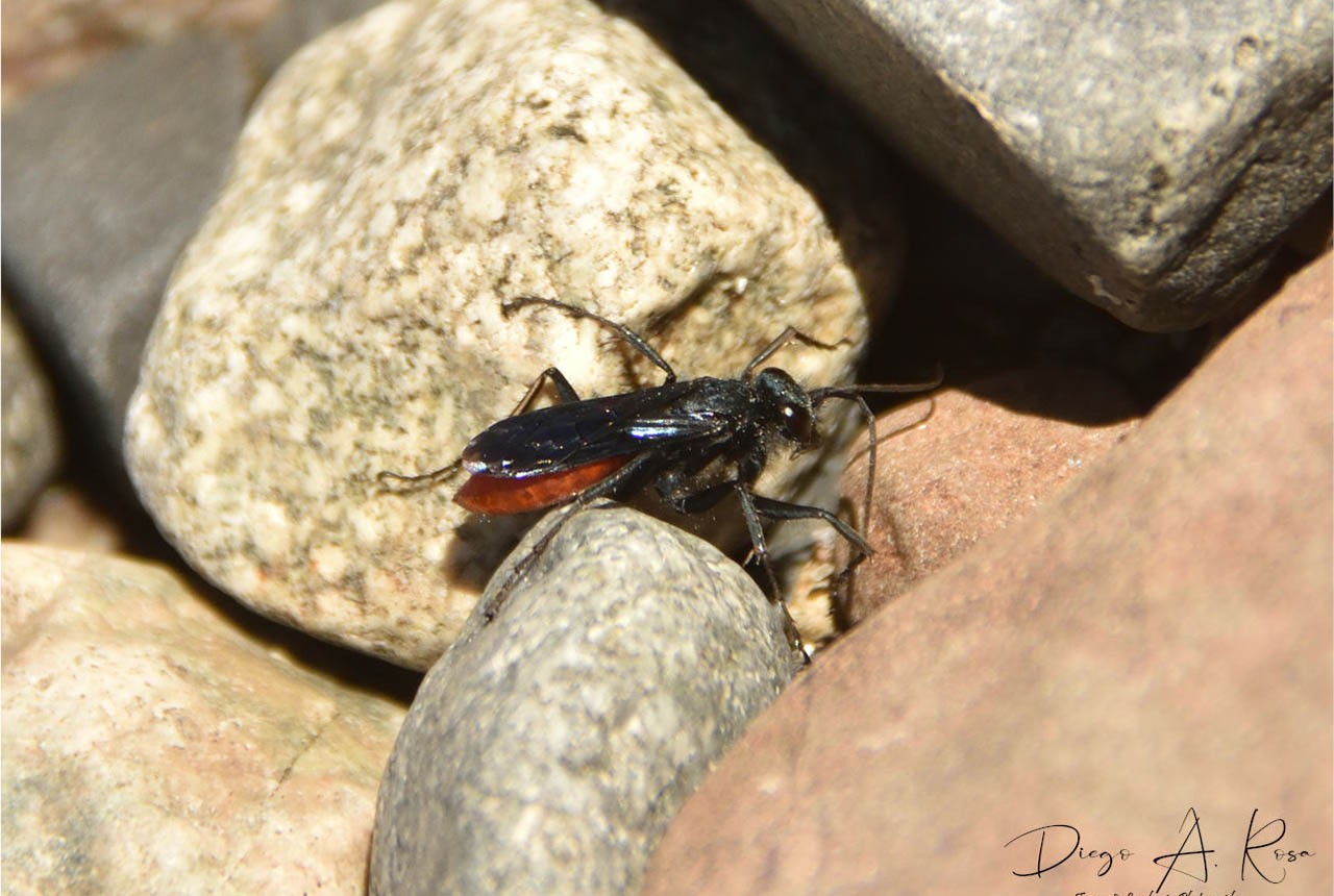 Priocnemis&nbsp;dispertita