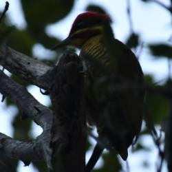 Foto Carpintero Dorado Común