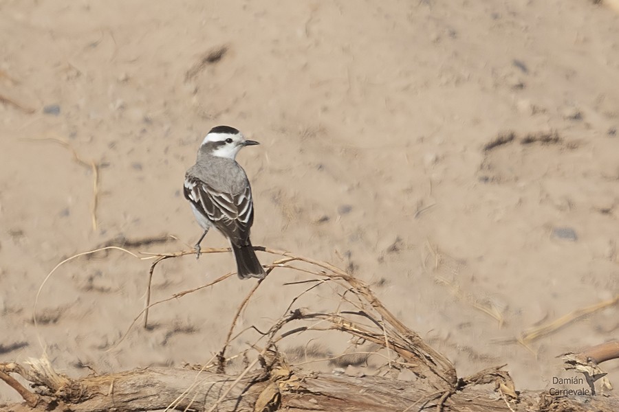 Black-crowned Monjita (Neoxolmis coronatus)