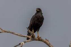 Foto Águila Negra