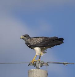 Photo Águila Mora