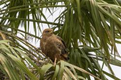 Photo Aguilucho Colorado