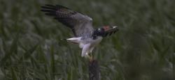 Foto Aguilucho Común