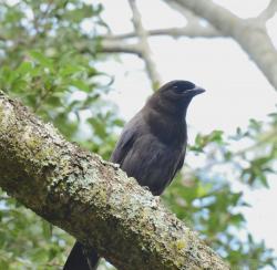 Photo Urraca Morada