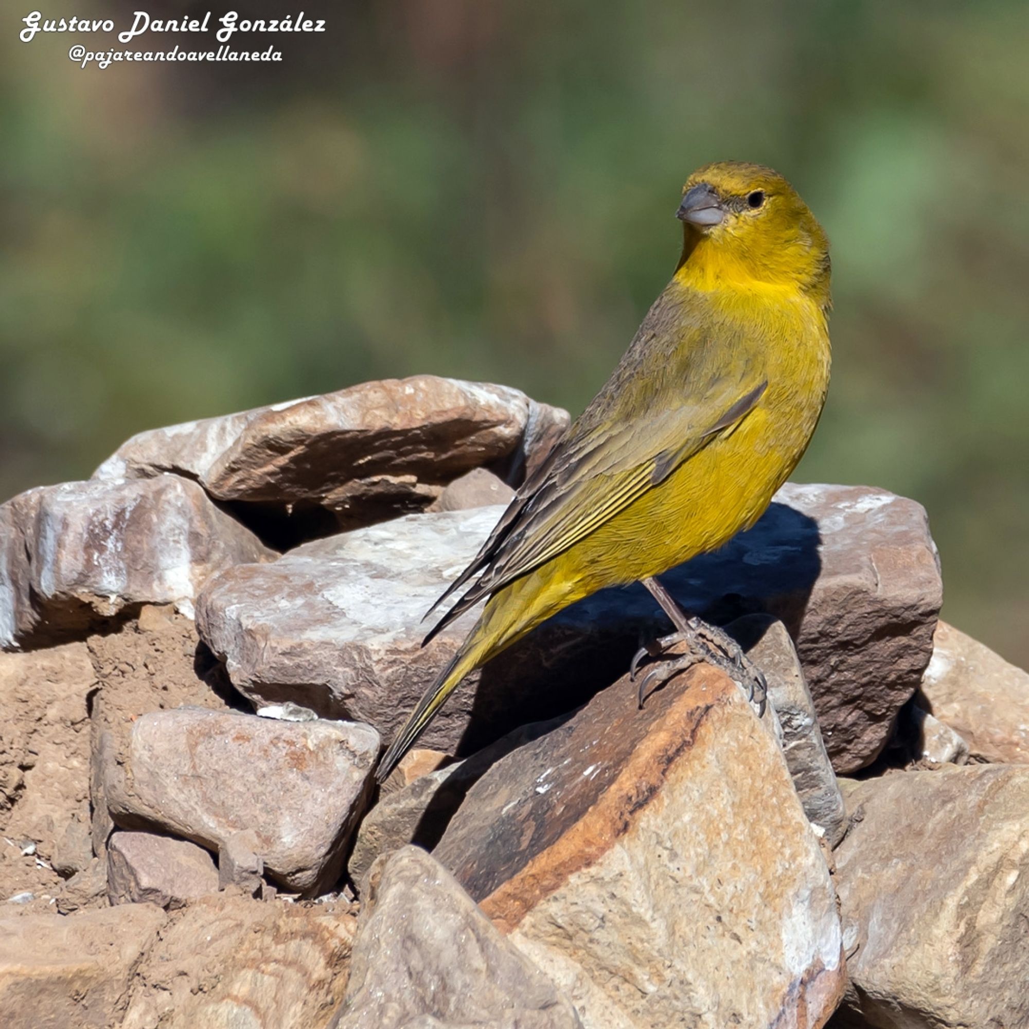 Foto Jilguero Oliváceo