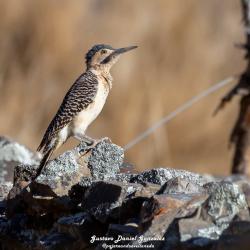 Photo Carpintero Andino