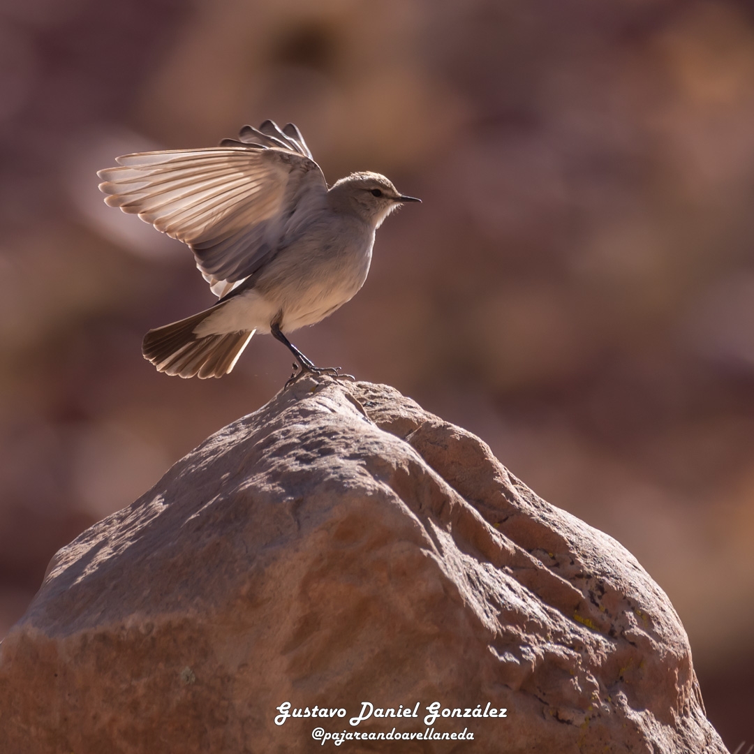 Photo Dormilona Cenicienta