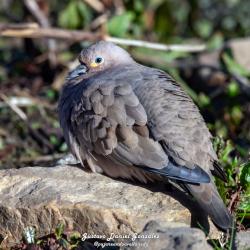 Photo Palomita Cordillerana