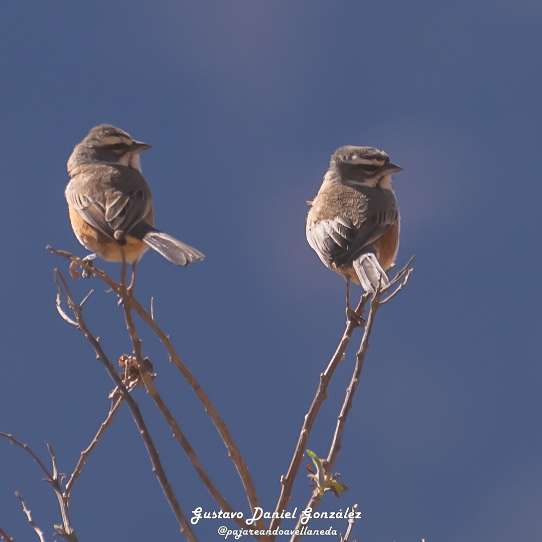 Photo Monterita Pecho Gris