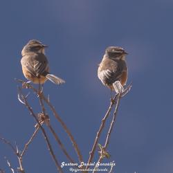 Foto Monterita Pecho Gris