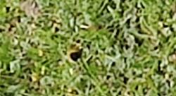 Foto Cabecitanegra Común