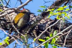 Photo Carpintero Dorado Gris