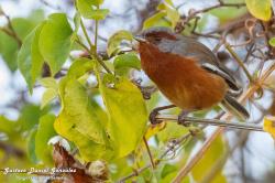 Foto Monterita Ceja Rojiza