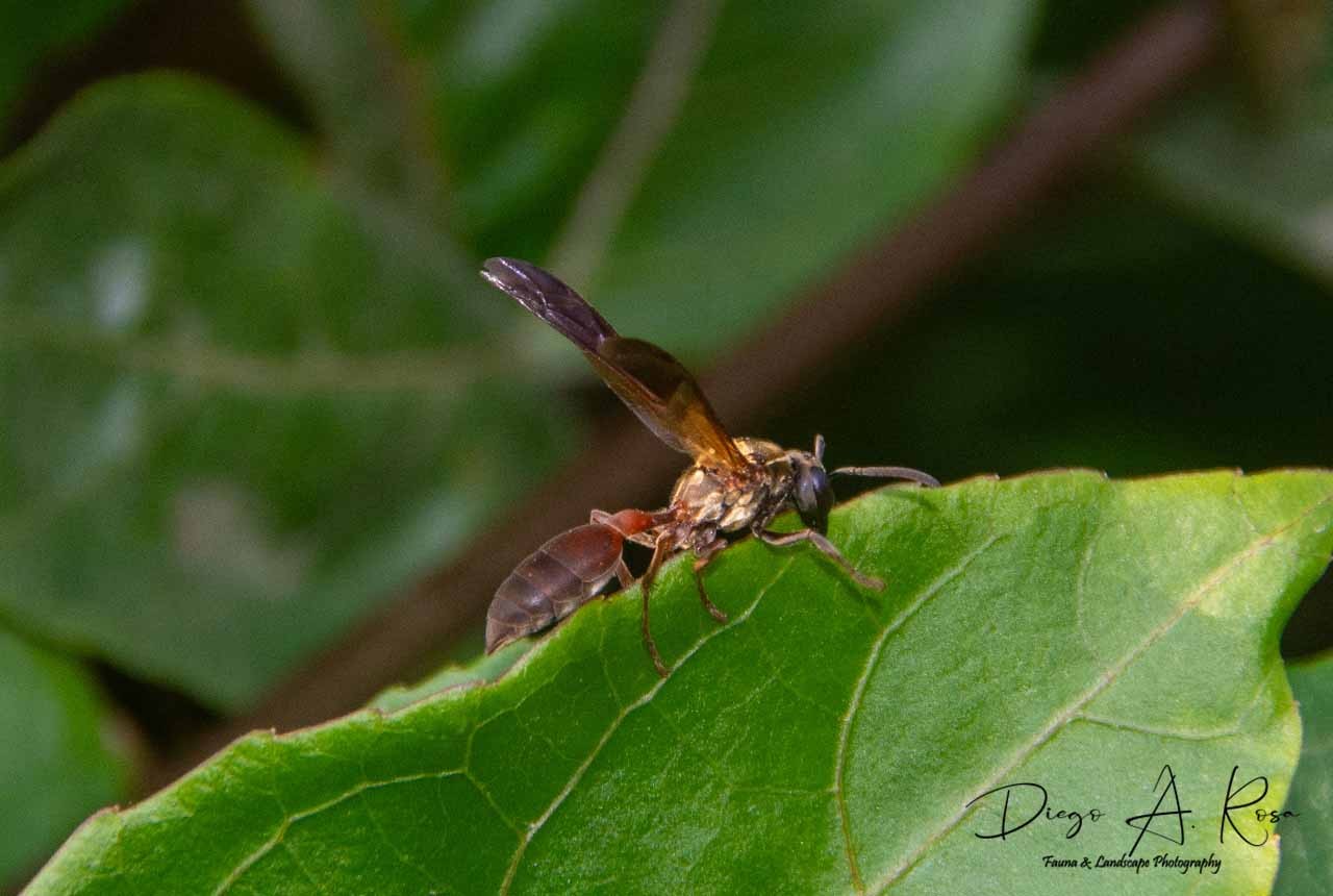Polybia&nbsp;chrysothorax