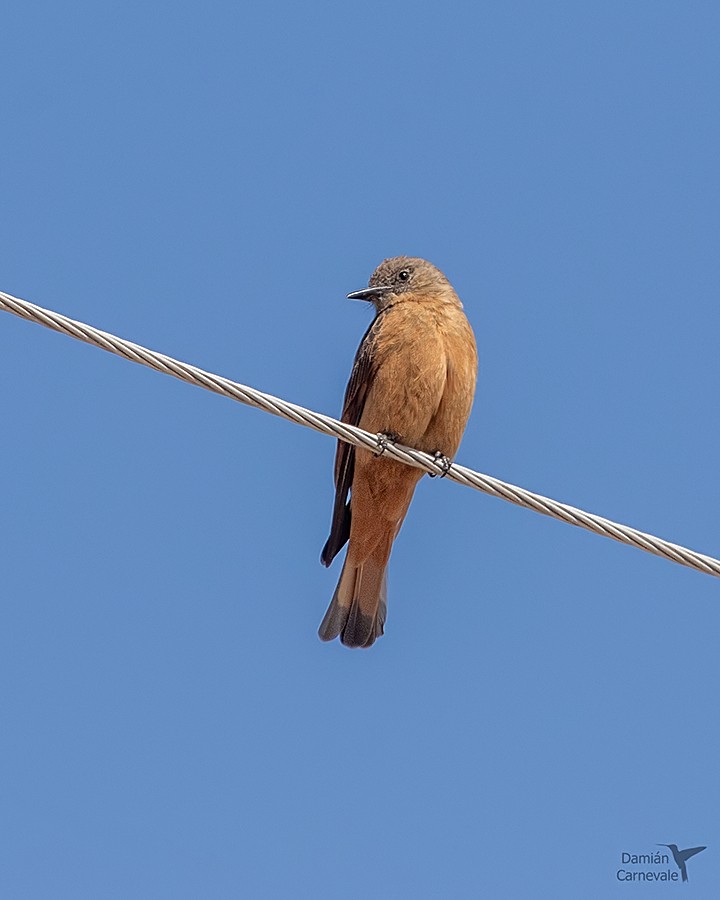 Foto Birro Común