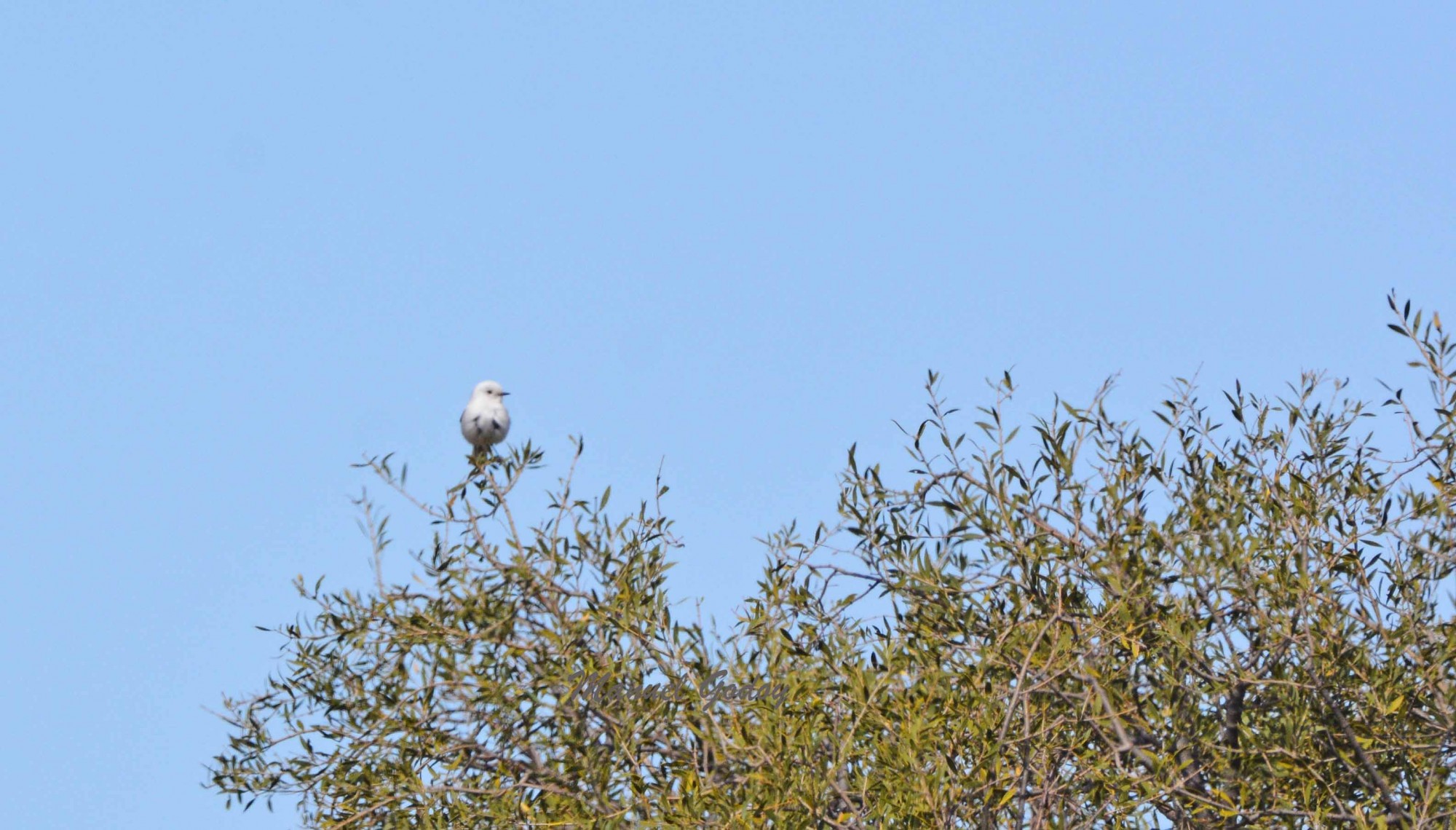 Foto Monjita Blanca