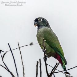 Foto Loro Maitaca
