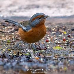 Foto Monterita Ceja Rojiza