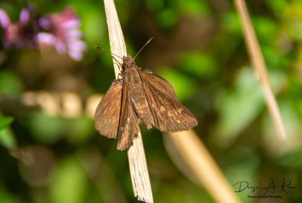 Vidius&nbsp;cocalus
