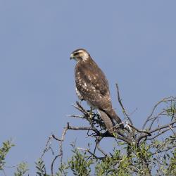 Photo Aguilucho Común