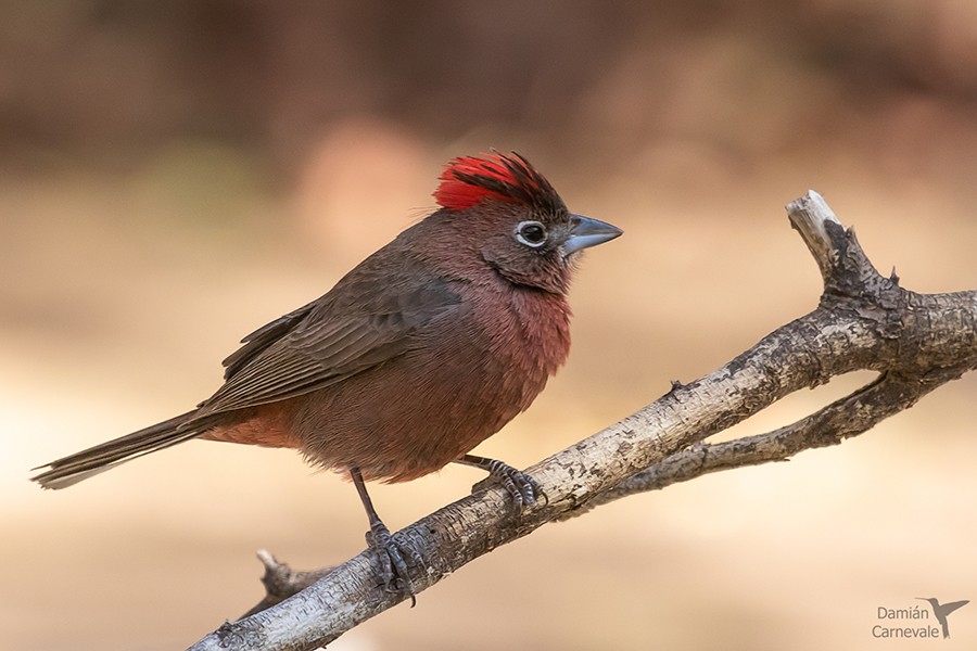 Brasita de Fuego (Coryphospingus cucullatus)