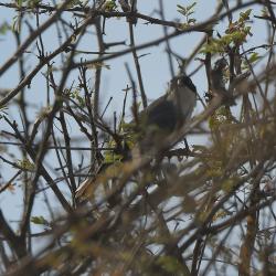 Foto Monterita Cabeza Negra