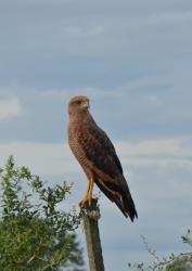 Photo Aguilucho Colorado