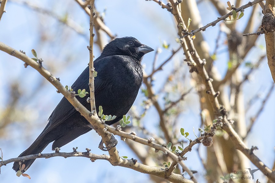 Vira-bosta-picumã (Molothrus rufoaxillaris)