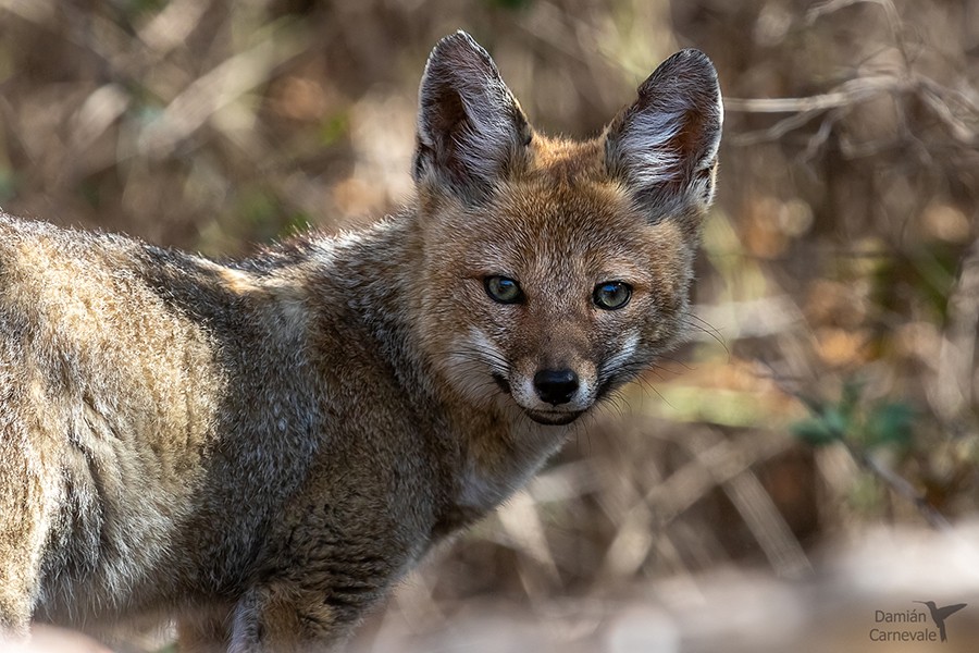Zorro Gris Chico (Lycalopex grisea)