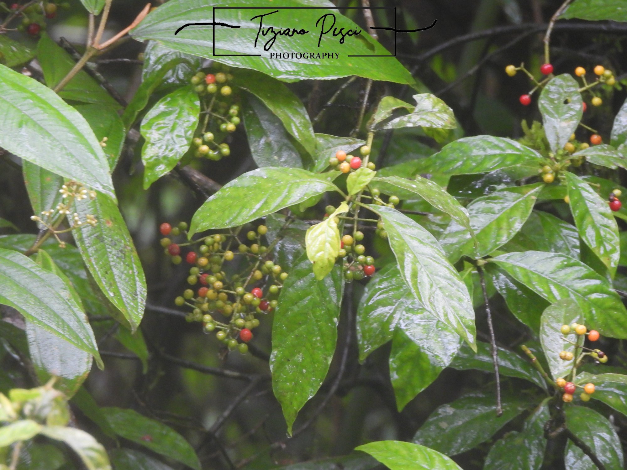 Psychotria&nbsp;sp.