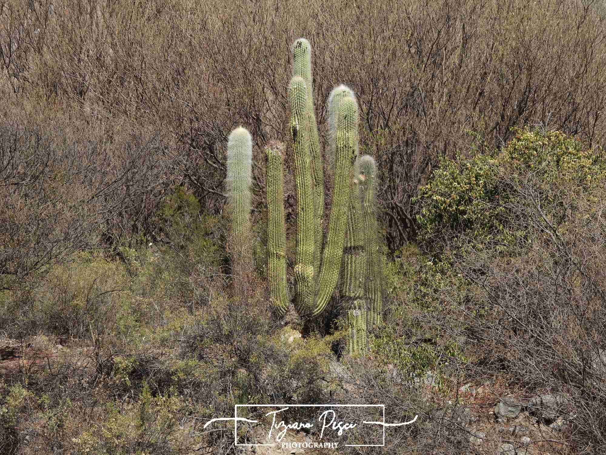 Foto Cardón De La Puna