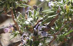 Foto Abeja Europea