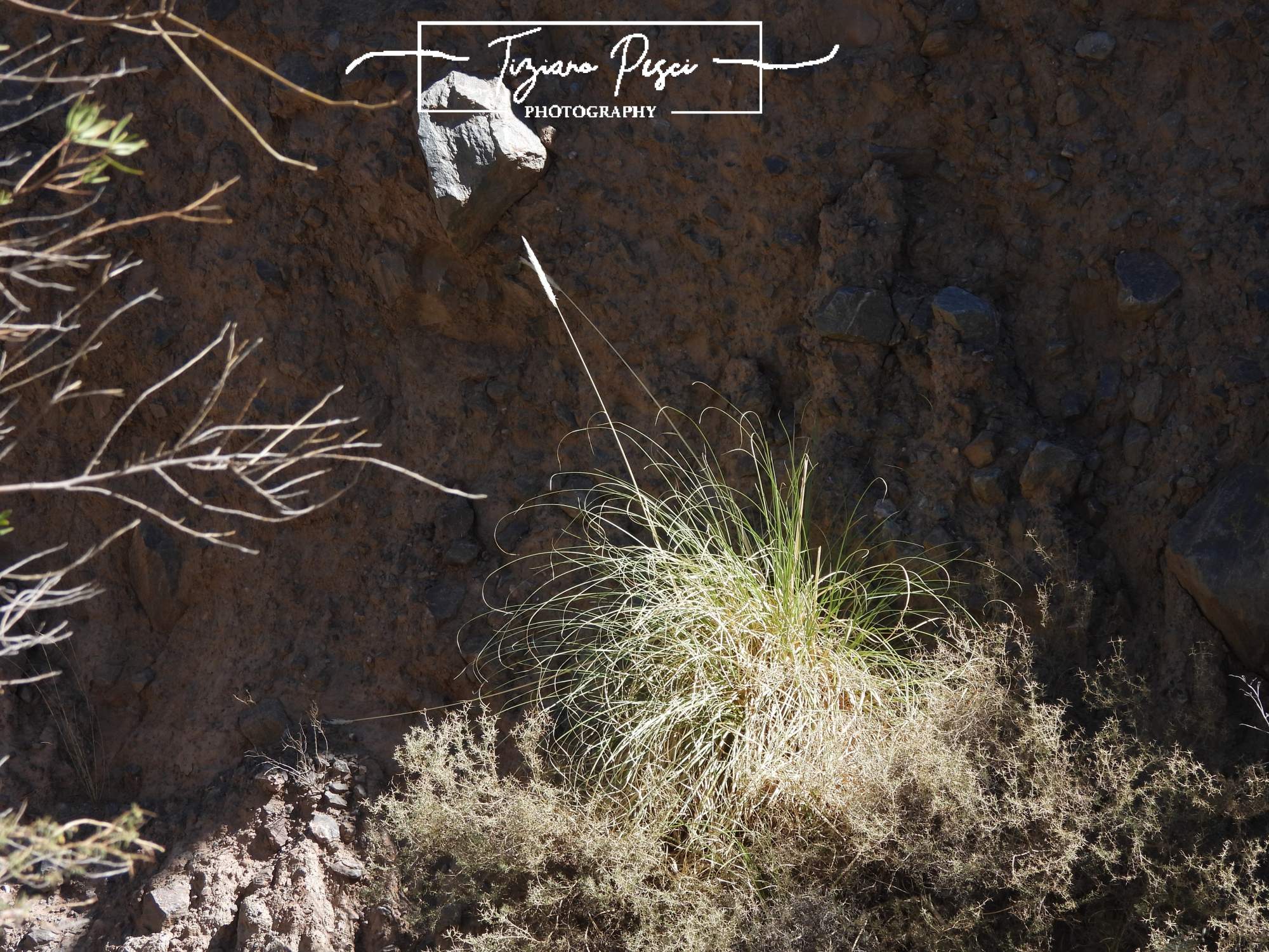 Foto Cortadera
