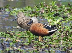 Photo Pato Cuchara
